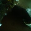 2006-09-14 deux chattes_l.jpg